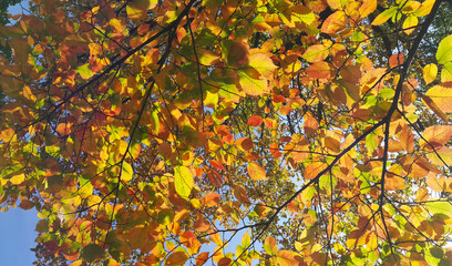 Branches of autumn elm-tree with bright golden leaves