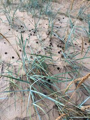  Песчаные дюны с сухой травой и упавшими шишками