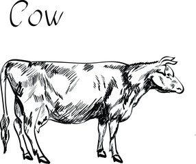 Cow sketch, animal character ,vector isolated illustration on white background. Concept for logo, print, menu 