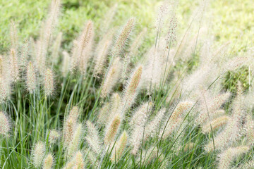 Dry yellow and green spikelets, green grass in the background. Panicle of tufted perennial grass common in lowland British grassland including verges and meadows