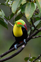 Ramphastos sulfuratus, Keel-billed toucan The bird is perched on the branch in nice wildlife natural environment of Costa Rica