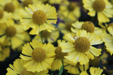yellow flowers in the garden
