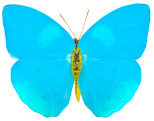 Blue butterfly isolated on white