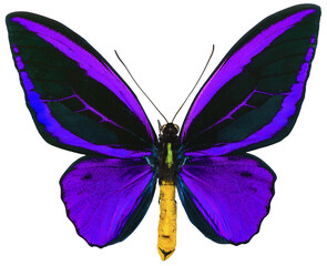 Ornithoptera priamus tropical butterfly isolated