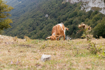 Fototapeta na wymiar Cabra pastando en la hierba de la montaña al lado de la Ermita de San Adrián