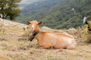 Cabra recostada en la hierba en la montaña al lado de la Ermita de San Adrián
