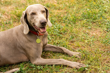 Purebred dog resting on a green grass floor. portrait of a domestic animal