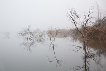 Fluvial tables in the natural park of 'Las Tablas de Daimiel' surrounded by fog. Reflection of branches in the water in Ciudad Real, Spain.