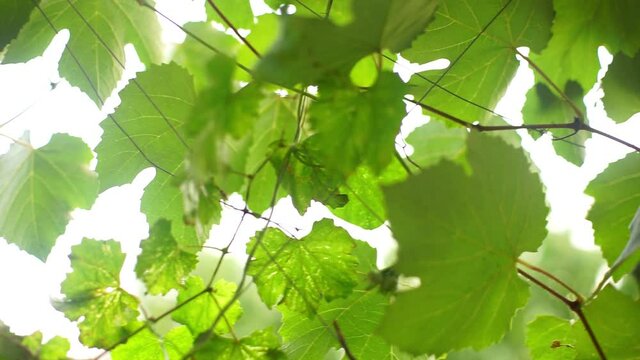 Green leaves of grapes on white sky background.