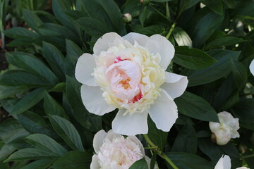 
White  peonies bloom on a sunny day in the summer garden
