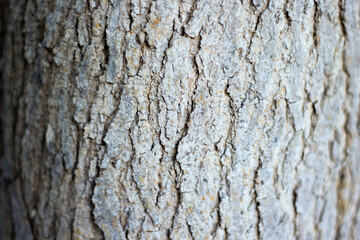 Spanish tree wood trunk texture