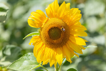 Detailed view of a sunflower flower, yellow and orange colored flower