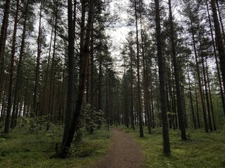 Fototapeta premium Пустынная дорога в сосновом лесу