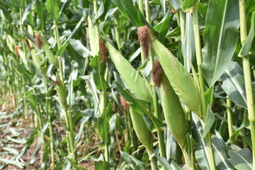 Raw corn is fully grown, ready for harvest.