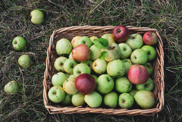 Freshly picked colorful organic apples in a basket.