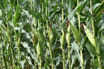 Raw corn is fully grown, ready for harvest.
