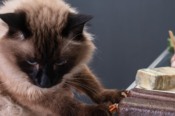 The cat examines food in the refrigerator.