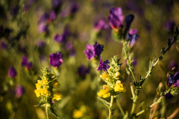 Wildflowers in bloom, fields in spring, various colors: yellow, purple...
Beautiful light