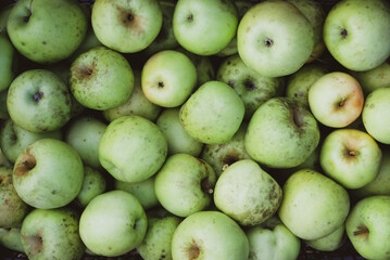 Freshly picked organic apples in a basket.