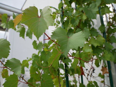 ヤマブドウ の画像 262 件の Stock 写真 ベクターおよびビデオ Adobe Stock ヤマブドウ の画像 262 件の Stock 写真 ベクターおよびビデオ Adobe Stock