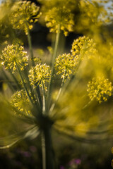 Wildflowers in bloom, fields in spring, various colors: yellow, purple...
Beautiful light