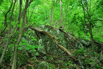 Shenandoah National Park, Virginia