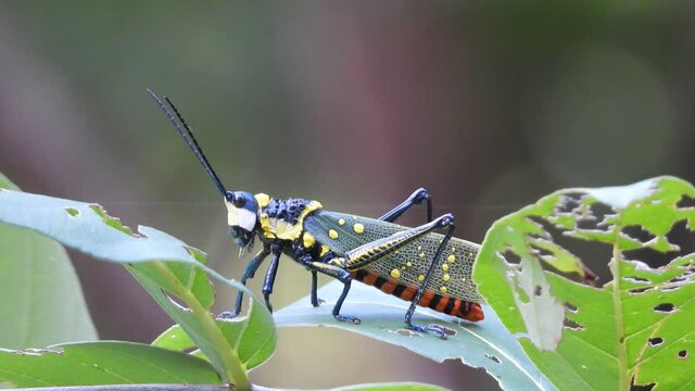 Indonesia - Bali - Grasshopper - 5 UHD MP4 4k UGD ...