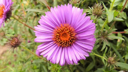 purple flower in the garden