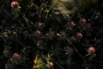 Wildflowers in bloom, fields in spring, various colors: yellow, purple...
Beautiful light