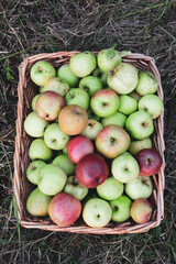 Freshly picked organic apples in a basket.