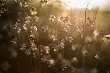 Wildflowers in bloom, fields in spring, various colors: yellow, purple...
Beautiful light