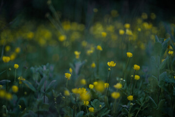 Fototapeta na wymiar Wildflowers in bloom, fields in spring, various colors: yellow, purple... Beautiful light