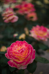 Roses in full bloom during spring 