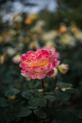 Roses in full bloom during spring 