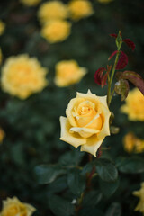 Roses in full bloom during spring 