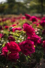 Roses in full bloom during spring 