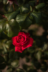Roses in full bloom during spring 