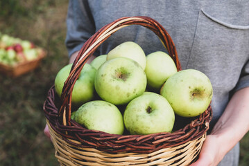 woman holding freshly picked organic apples in a basket.