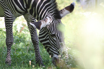 zebra eats grass and sunlight falls