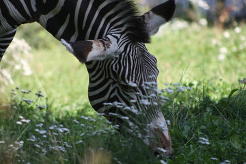 picturesque portrait of a zebra buried in the grass