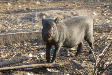  A young black pig is walking on a pigsty on a farm.