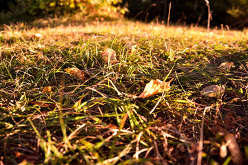Herbst