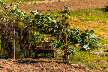 small farm with some vegetables in North of Portugal