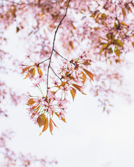 Pink cherry blossom in spring in Tampere, Finland
