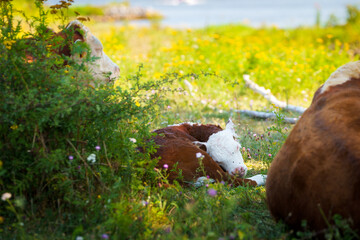 Cows rest and ruminate in the shade of a large tree during a hot day