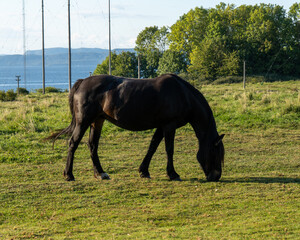 Koń na polanie © Dreamnordno