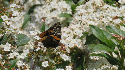 Vanessa Atalanta 