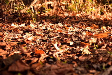 Herbst