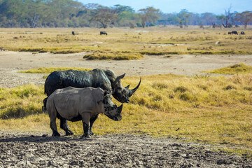  Picturesque pair of wild rhinos