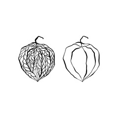 Physalis vector illustration in linear style. Hand drawn clipart of physalis  isolated on white background. Good for icons, label, poster, print, menu.